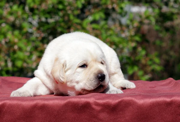 Cachorro labrador amarillo recién nacido —  Fotos de Stock