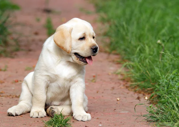 Gele labrador puppy portret in de tuin — Stockfoto