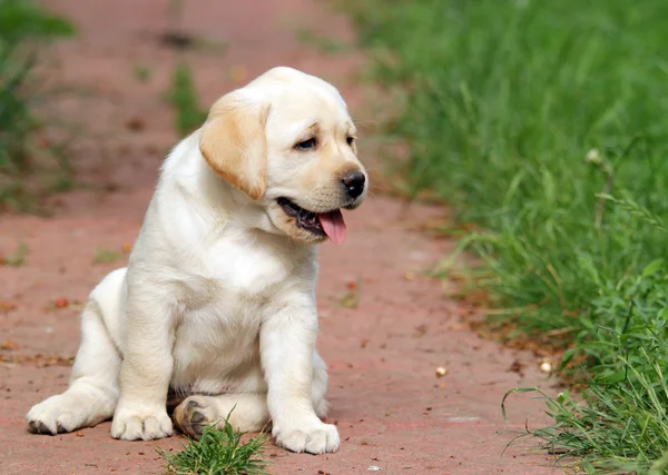 Žlutý labrador štěně portrét v zahradě — Stock fotografie