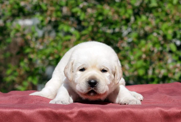 Cachorro labrador amarelo recém-nascido — Fotografia de Stock