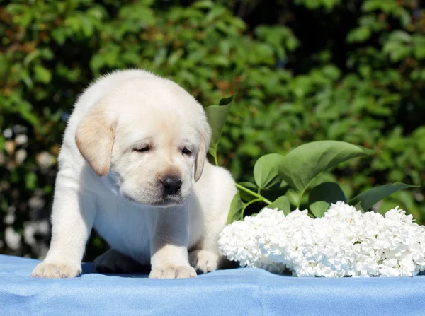 Yellow labrador puppy with flowers — Stock Photo, Image