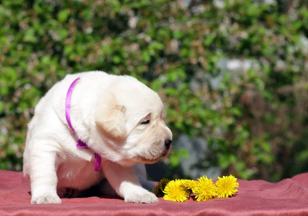 Nouveau-né chiot labrador jaune avec des pissenlits — Photo