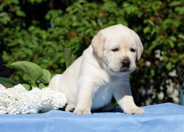Yellow labrador puppy with flowers — Stock Photo, Image