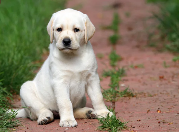 Sárga labrador kiskutya portré a kertben — Stock Fotó