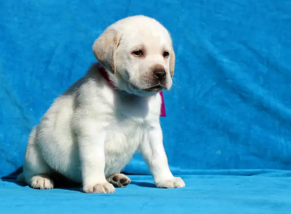 Žlutý labrador štěně portrét zblízka — Stock fotografie