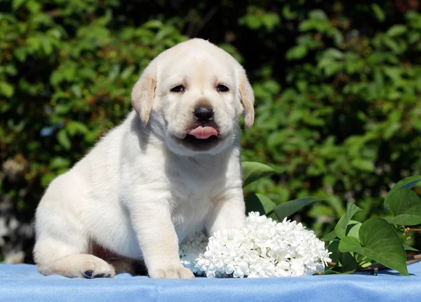 A virágok sárga labrador kiskutya — Stock Fotó