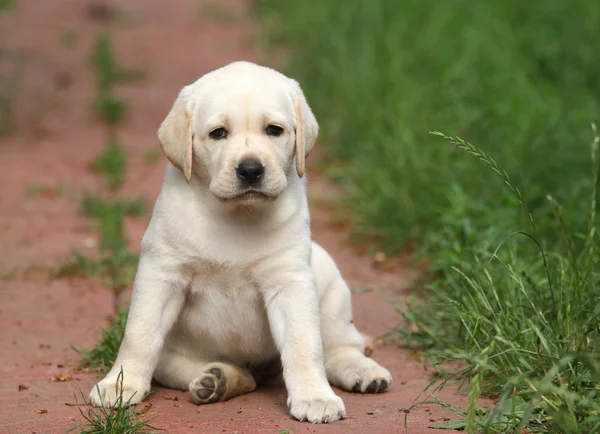 Gul labrador hundvalp stående på nära håll — Stockfoto