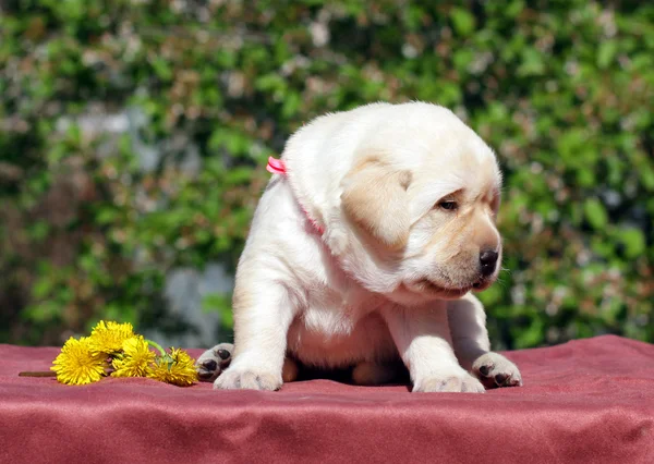 タンポポと新生児の黄色のラブラドール子犬 — ストック写真