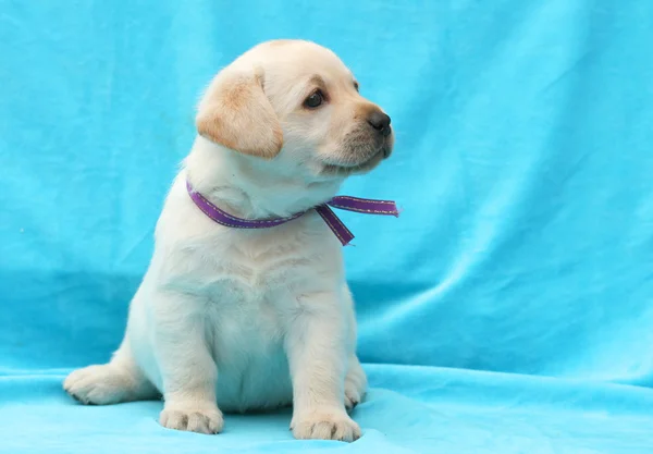 Žlutý labrador štěně portrét zblízka — Stock fotografie