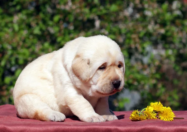 Dandelions ile yeni doğan sarı labrador yavrusu — Stok fotoğraf