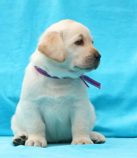 Yellow labrador puppy portrait close up — Stock Photo, Image