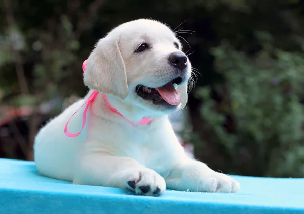 Retrato de cachorro labrador amarelo feliz — Fotografia de Stock