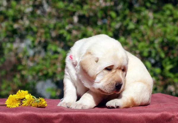 Newborn yellow labrador puppy with dandelions — Stock Photo, Image