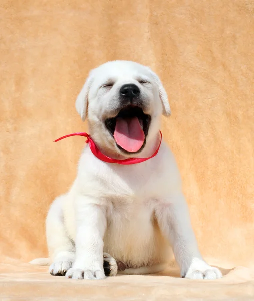 Gele labrador puppy portret close-up — Stockfoto