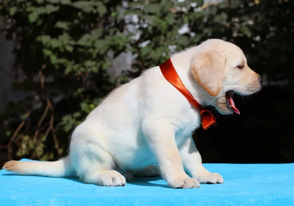 Glückliche gelbe Labrador Welpen Portrait — Stockfoto