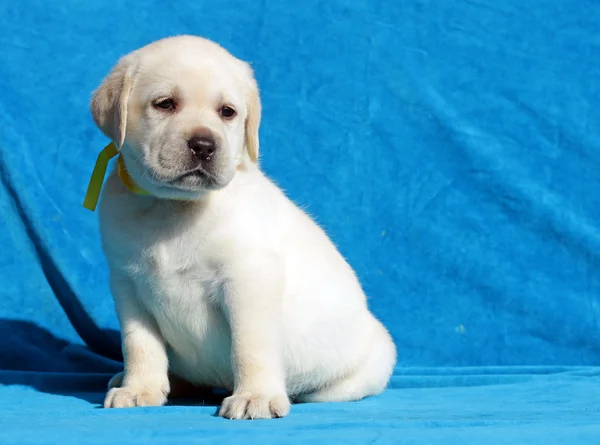 Amarelo labrador cachorro retrato de perto — Fotografia de Stock