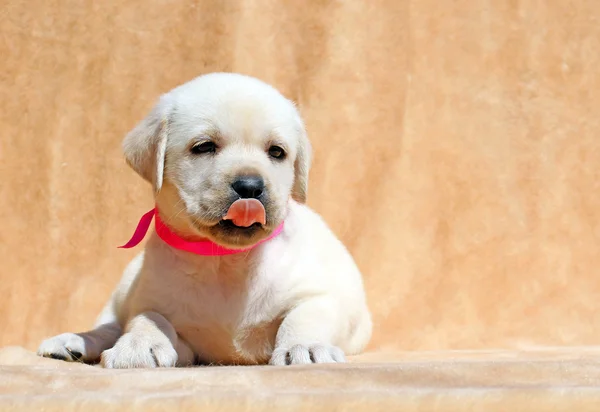 Pěkně žluté labrador štěně portrét zblízka — Stock fotografie