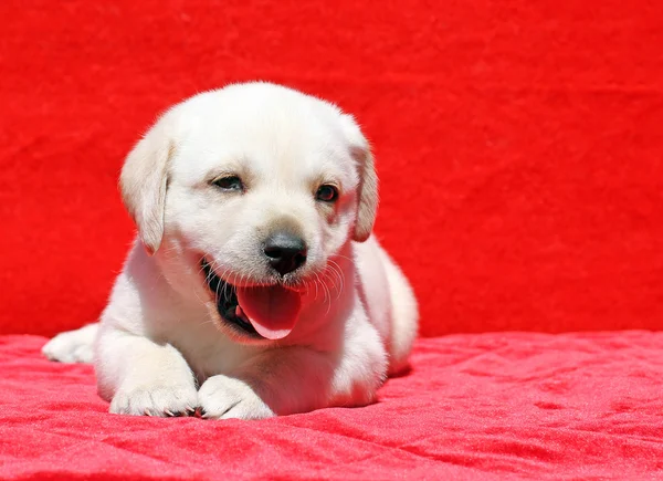 Gelukkig gele labrador puppy portret op rood — Stockfoto