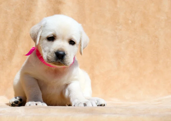 Glückliche gelbe Labrador Welpen Portrait aus nächster Nähe — Stockfoto