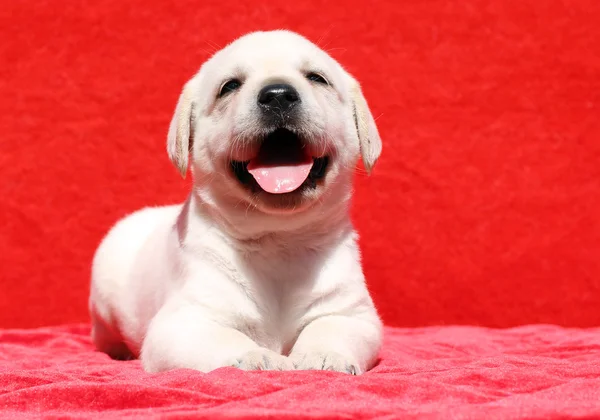 Happy yellow labrador puppy smiling portrait on red — Stock Photo, Image