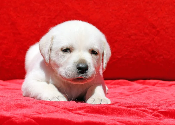 Szczęśliwy żółty portret szczeniak labrador na czerwono — Zdjęcie stockowe