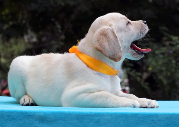 Filhote de cachorro labrador amarelo feliz — Fotografia de Stock