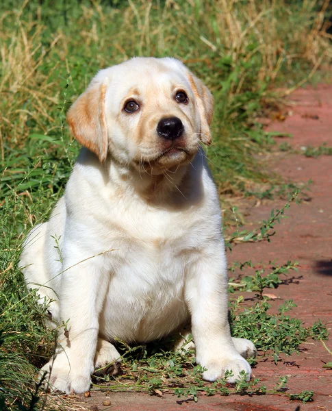 Šťastné žlutý labrador štěně portrét v zahradě — Stock fotografie