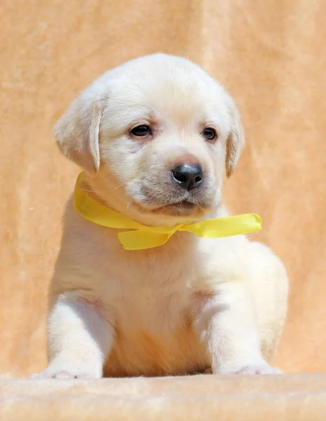 Gelukkig mooie gele labrador puppy portret close-up — Stockfoto