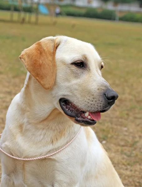 Gelber Labrador im Sommer — Stockfoto