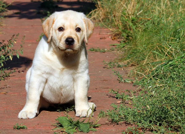 Szczęśliwy żółty portret szczeniak labrador w ogrodzie — Zdjęcie stockowe