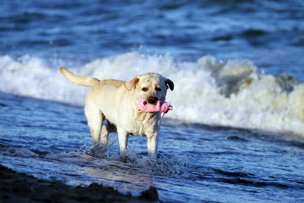 Yellow Labrador Playing Seashore Summer — Stock Photo, Image