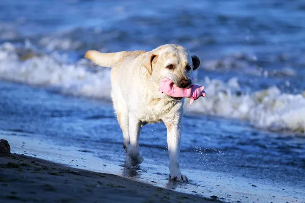 Gele Labrador Die Zomer Aan Kust Speelt — Stockfoto