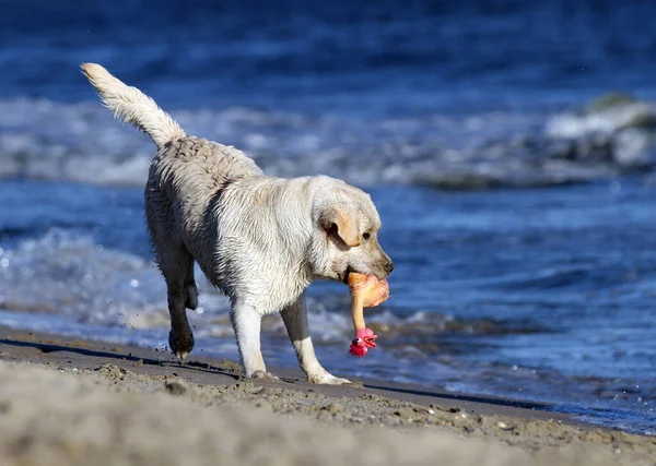 Ein Netter Gelber Labrador Der Sommer Meer Spielt — Stockfoto