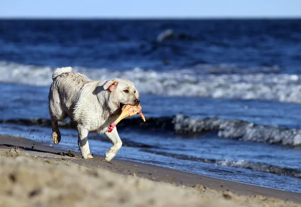 Szép Sárga Labrador Játszik Tengerparton Nyáron — Stock Fotó
