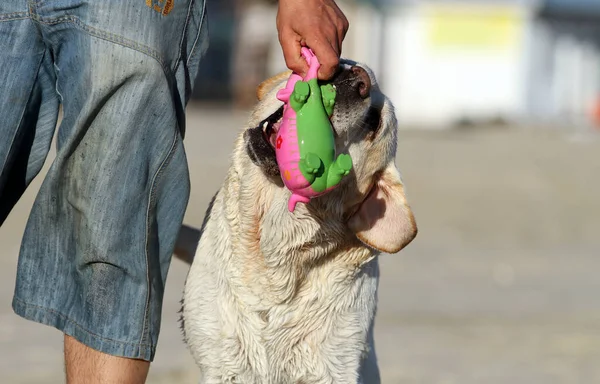 夏天在海滨玩耍的可爱的黄色拉布拉多犬 — 图库照片