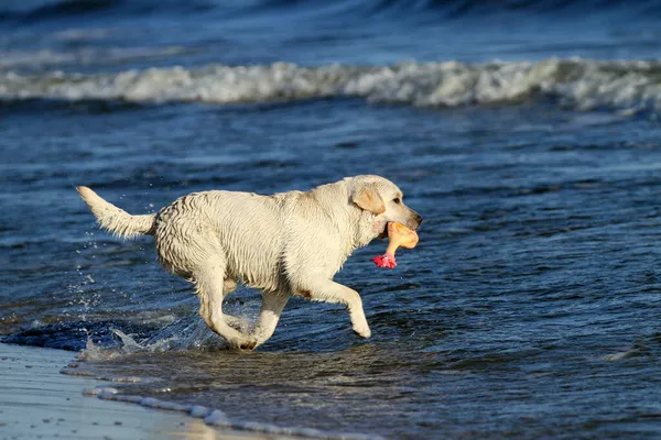 Beau Labrador Jaune Jouant Bord Mer Été — Photo