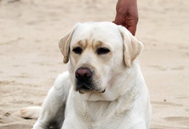 Sarı labrador yazın deniz kıyısında oynuyor.
