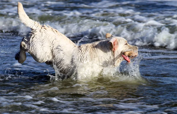 Tatlı Sarı Labrador Yazın Deniz Kıyısında Oynuyor — Stok fotoğraf