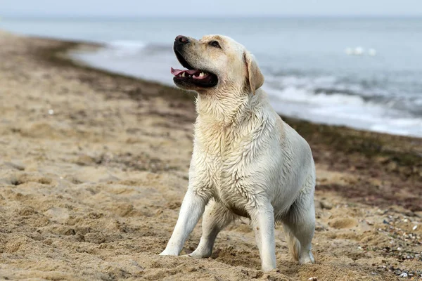 Een Zoete Mooie Gele Labrador Spelen Aan Kust Zomer — Stockfoto