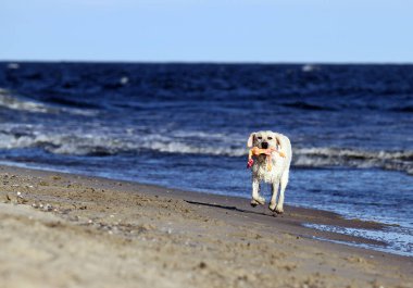 Tatlı sarı labrador yazın deniz kıyısında oynuyor.