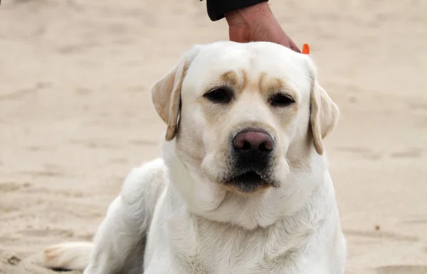 Żółty Labrador Bawiący Się Latem Wybrzeżu — Zdjęcie stockowe