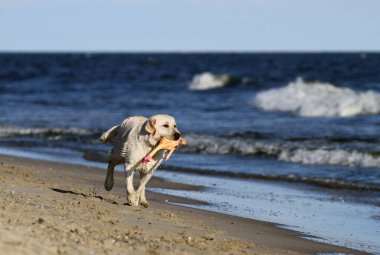Yazın deniz kıyısında oynayan tatlı sarı labrador.