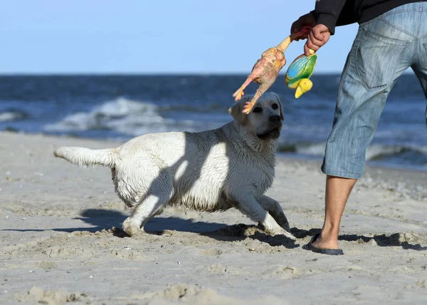 Trevlig Gul Labrador Spelar Stranden Sommaren — Stockfoto