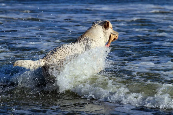 Yazın Deniz Kıyısında Oynayan Sarı Labrador — Stok fotoğraf