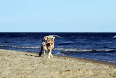 Yazın deniz kıyısında oynayan sarı labrador.