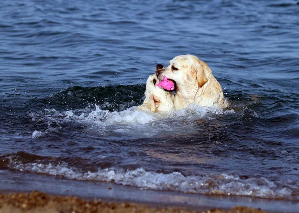 Dos Labradores Amarillos Jugando Orilla Del Mar Verano —  Fotos de Stock