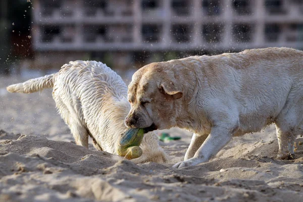 两只可爱的黄色拉布拉多犬在海滨玩耍 — 图库照片