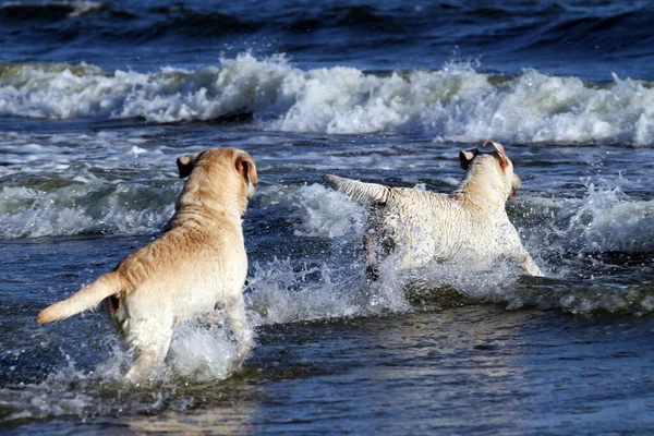 Two Nice Sweet Yellow Labradors Playing Seashore Summer — Stockfoto