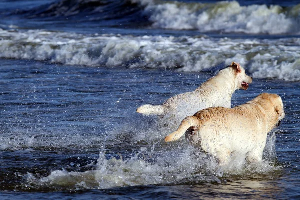 Deux Beaux Labradors Jaunes Jouant Bord Mer Été — Photo