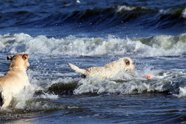 Twee Mooie Gele Labradors Spelen Aan Kust — Stockfoto